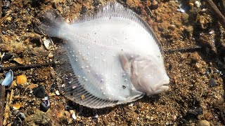 як зловити камбалу з берега в Одесі?