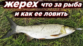 Где лучше всего ловить жереха?