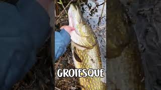 What is the best time for perch fishing on Västerdalälven?
