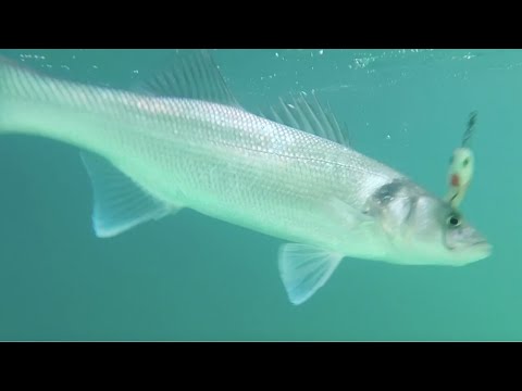 What is the best type of fishing in the UK?