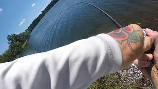 22nd Century XL Rat Wake Bait