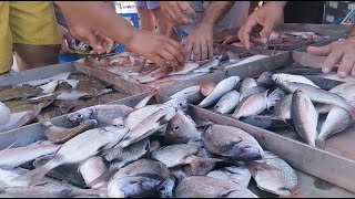Which fish can you catch from shore in October in Sicily?