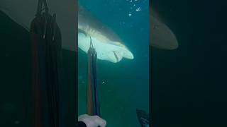 How do stingrays react when hooked on a pier?