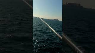 What is the best month to catch bonito in Punta di riso Brindisi?