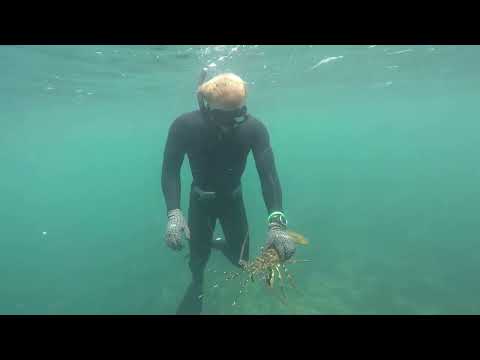 What's the best spot to dive in Jervis Bay for lobsters from the shore?