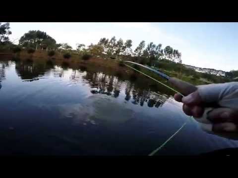 What fly patterns are best for catching carp, tilapia, and maybe tarpon or snakehead in shallow water?