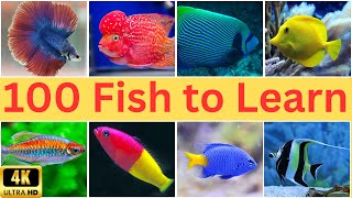 Name a fish?