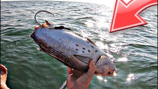 Is there seaweed at Navarre Beach right now, making it hard to shark fish?