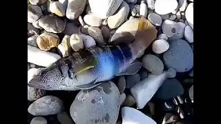 What are the best shore jigging spots near Alcamo, Sicily?