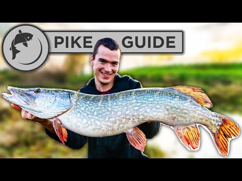 How can I catch pike efficiently?