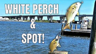 Where is a good place with GPS coordinates to fish in Chesapeake Bay near Kent Narrows?