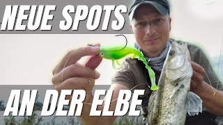 Wo fange ich am besten Zander in Dresden an der Elbe?