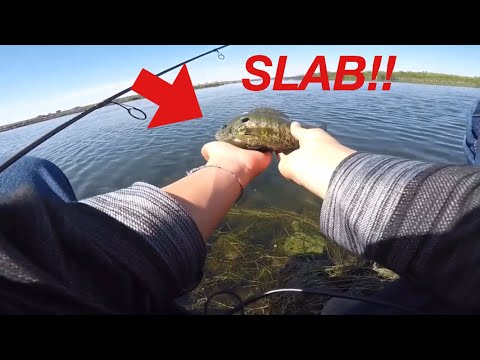 Where are bluegill most commonly caught in the California Delta?