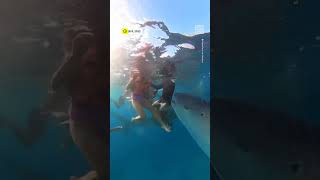 What are the steps and pictures for catching a whale shark?