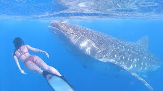 What is the heaviest fish in the world?