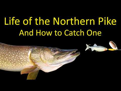 Could you give me some Northern Pike and Perch lures?