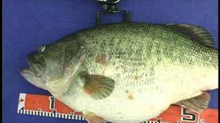 How big was the largest bass?