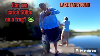 How do you bass fish Lake Taneycomo in September?