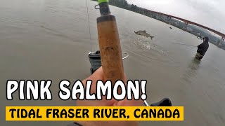 What are the best pointers for catching pink salmon in the tidal Fraser River?