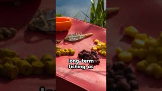 What is the best bait for grass carp?