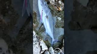 What are the best places for shore jigging amberjack?
