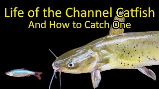 Are there catfish in the C-24 canal in Florida, and if so, where are they likely to be and what is the current weather?