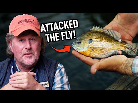 What are the best fly fishing flies for bass and panfish in Florida, and where can I buy them?