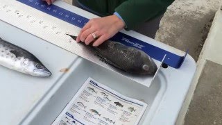 How big is my fish?