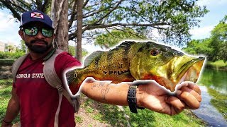 How do you catch peacock bass in Naples, Florida?