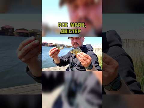 How do I catch carp in Dnister near Mayaky?