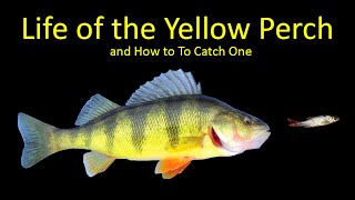 What is the best time today for perch in Västerdalälven?