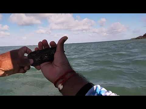 What tactics should be used when targeting honeycomb grouper?