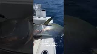 What is the best yellowfin tuna fishing charter in Cabo San Lucas?