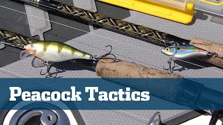 What else do you need to know to give me actionable lure-fishing advice for Peacock bass and local snakeheads around Ipoh, Malaysia?