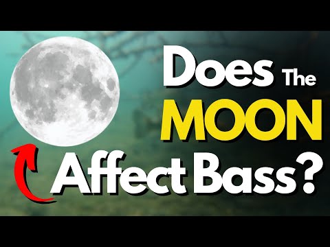 Is a full moon a good time to fish for bass?