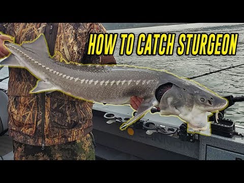 Are there white sturgeons in Lake Ontario?