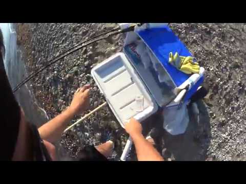 Is it easy to catch bigeye shad on a sabiki on a boat?