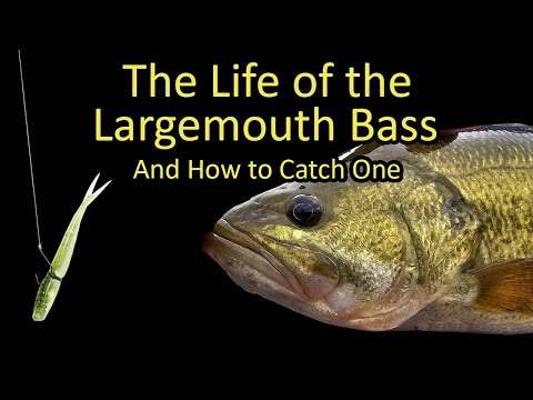 What is the best time to fish for largemouth bass?