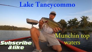 What are the best bass fishing tactics on Lake Taneycomo, Missouri, in early September?