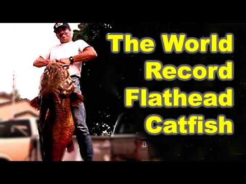 What is the flathead catfish world record?