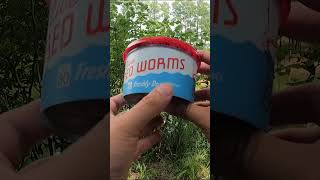 Where can I buy worms?