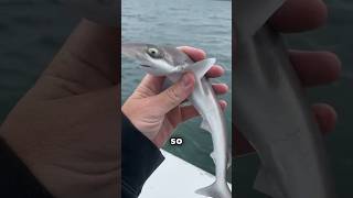 A shark will eat you?