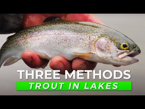 Where can I fish for rainbow trout in Westchester County, NY?