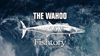 What's the best time of day to fish for Wahoo off the coast of Cape Canaveraver, Florida?