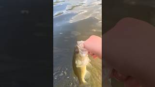 Show me a fish doing a backflip?