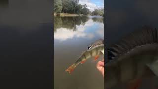 Are there fish in Tom's Lake Park?