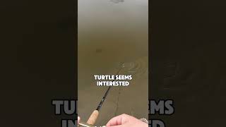 Best glide baits