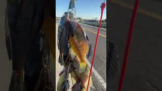 Question is best places along the sacramento river to catch bluegill