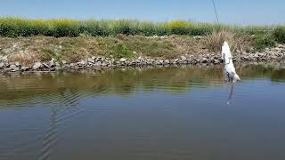 Best rat fishing lure for sacramento CA?