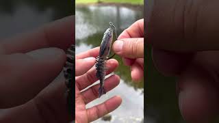 Question is Best swimbaits